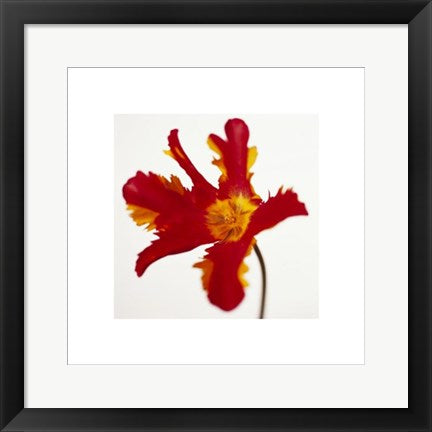 Framed Art Parrot Tulip, Bright Red on White by Michael Banks | 19 3/4 x 15 3/...