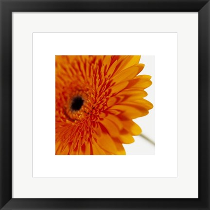 Framed Art Gerbera, Deep Yellow on White by Michael Banks | 15 ¾ x 15 ¾