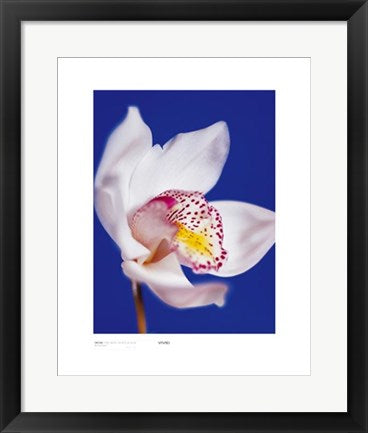 Framed Art Orchid, Pure White on Reflex Blue by Masao Ota | 19 3/4 x 15 3/4 Ar...