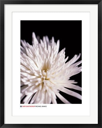 Framed Art Chrysanthemum by Michael Banks | 31 1/2 x 23 1/2