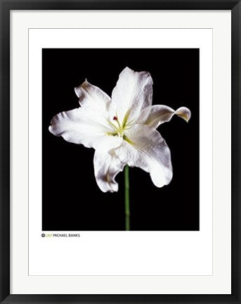 Framed Art Lily by Michael Banks | 31 1/2 x 23 1/2