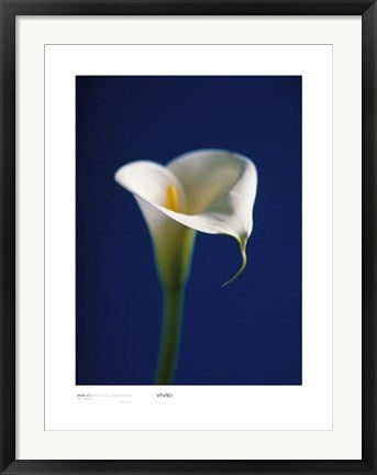 Framed Art Arum Lily, White on Blue Background by Alex Sedgwick
