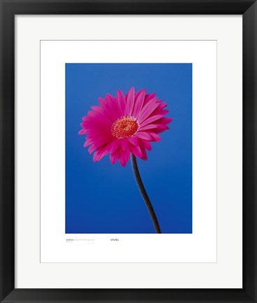 Framed Art Gerbera, Magenta on Reflex Blue by Masao Ota | 19 3/4 x 15 3/4 Art ...