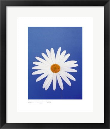 Framed Art Marguerite, Pure White on Reflex Blue by Masao Ota | 19 3/4 x 15 3/...