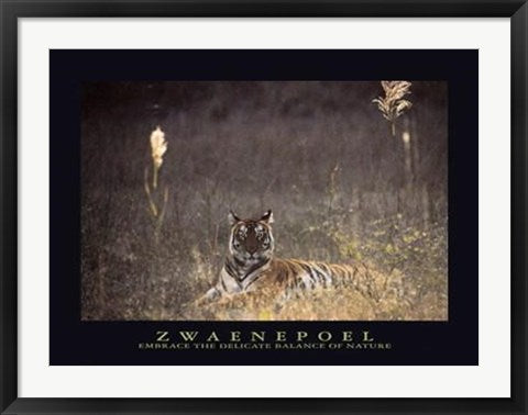 Framed Art Bengal Tiger by Jean-Pierre Zwaenepoel | 23 1/2 x 31 1/2