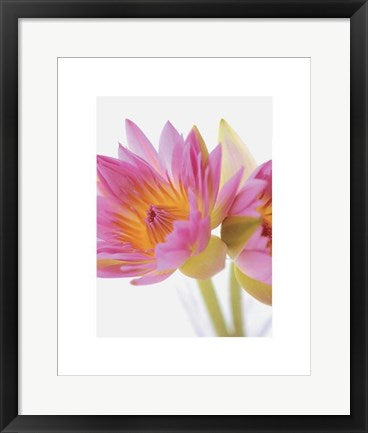Framed Art Lotus Blossoms by Jim Franco | 19 3/4 x 15 3/4