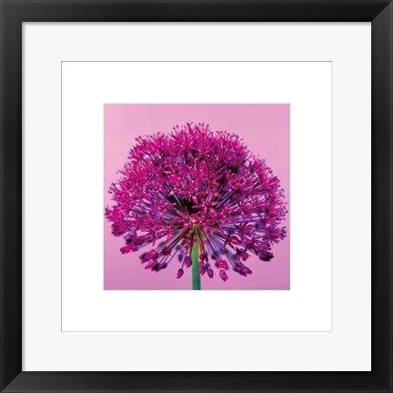 Framed Art Pink Allium by Juliet Greene | 15 3/4 x 15 3/4