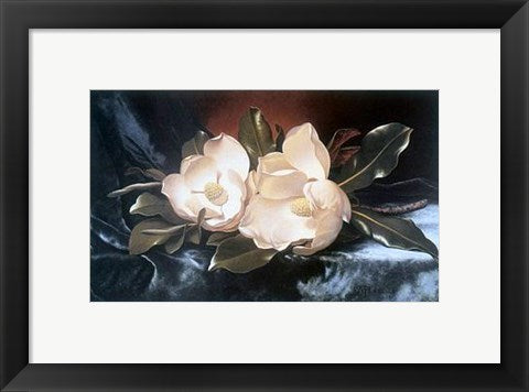 Framed Art Magnolias on a Blue Velvet Cloth by Martin Johnson Heade