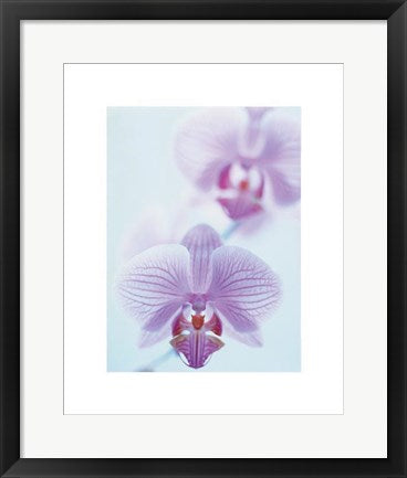 Framed Art Two Orchids by Amy Neunsinger | 19 3/4 x 15 3/4