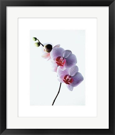 Framed Art Orchid by Kevin Summers | 19 3/4 x 15 3/4