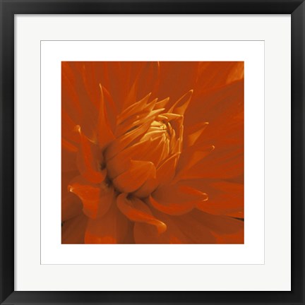Framed Art Dahlia by Edward Seiry | 19.7 x 19.7