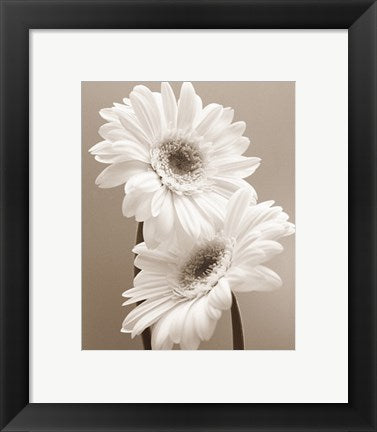 Framed Art Two Daisies by Carol Sharp | 11 3/4 x 9 1/2