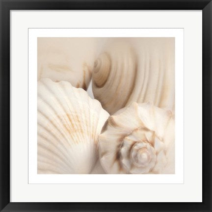 Framed Art Shells II by Jan Lens | 19 3/4 x 19 3/4