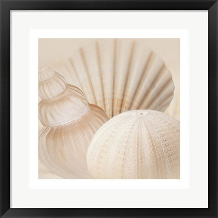 Framed Art Shells III by Jan Lens | 19 3/4 x 19 3/4