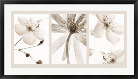 Framed Art Sepia Floral by Bryce Atwell & Jay Cowie | 19 3/4 x 39 1/2
