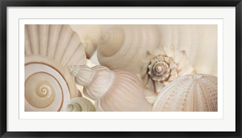 Framed Art Shells I by Jan Lens | 19 3/4 x 39 1/2