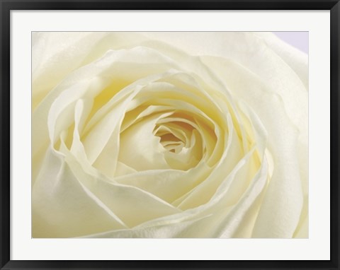 Framed Art Study of a White Rose by Ivor Innes | 23 1/2 x 31 1/2