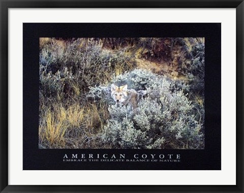 Framed Art American Coyote by Michael Francis | 23 1/2 x 31 1/2