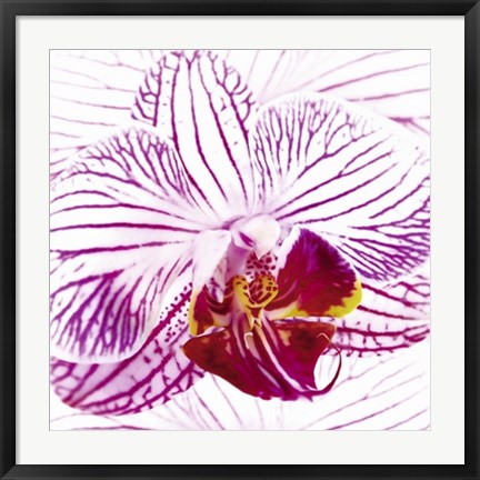 Framed Art Orchid I by Mel Allen | 27 1/2 x 27 1/2