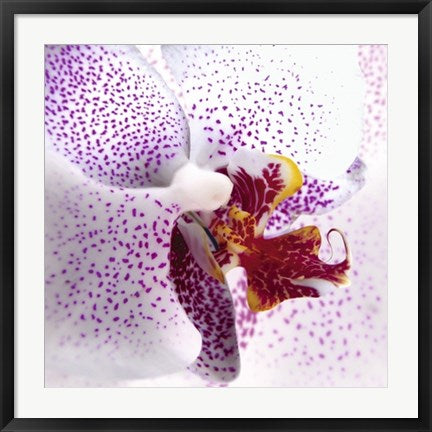 Framed Art Orchid II by Mel Allen | 27 1/2 x 27 1/2