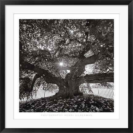 Framed Art Under Camperdown Elm, Prospect Park by Henri Silberman