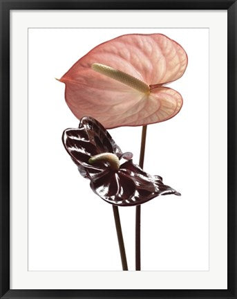 Framed Art Anthurium by Ben Davies | 31 1/2 x 23 1/2
