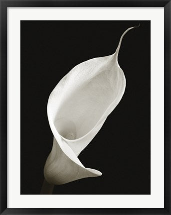 Framed Art Calla I by Ben Davies | 31 1/2 x 23 1/2