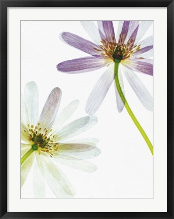 Framed Art Translucence by Jay Cowie | 31 1/2 x 23 1/2