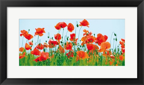 Framed Art Poppy Field by Jan Lens | 9 x 19 3/4