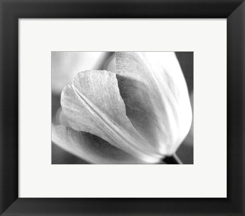 Framed Art Tulip I by Dennis Frates | 8 x 10