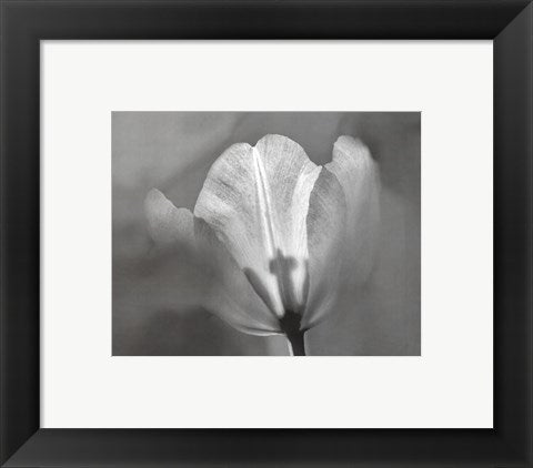 Framed Art Tulip II by Dennis Frates | 8 x 10