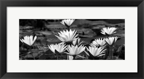 Framed Art White Innocence Water by Dennis Frates | 8 x 20