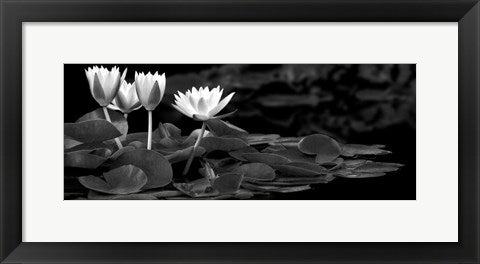 Framed Art Hughes Water Garden by Dennis Frates | 8 x 20