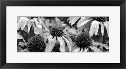 Framed Art Echinacea Sunrise by Dennis Frates | 8 x 20