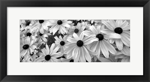 Framed Art Black Eyed Susans by Dennis Frates | 8 x 20