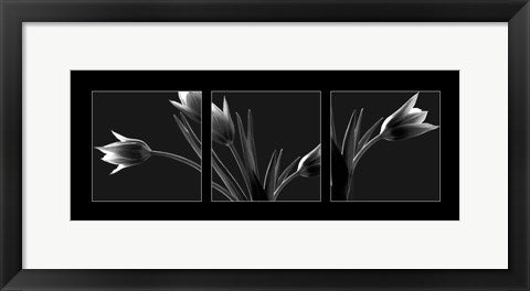 Framed Art Tulip Trio by Dennis Frates | 8 x 20