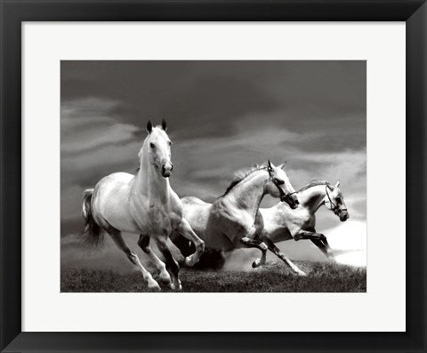 Framed Art White Stallions 14 x 18 1/4