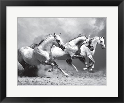 Framed Art White Stallions II 14 x 18 1/4