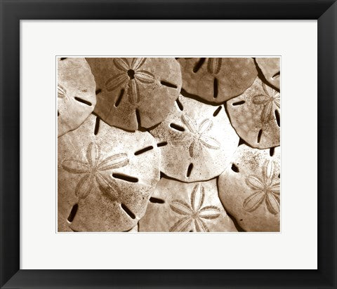 Framed Art Sand Dollar Grouping 11 1/2 x 14 1/2