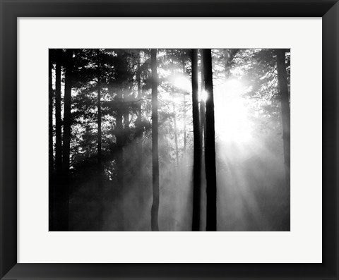 Framed Art Light Through the Trees I 14 x 18