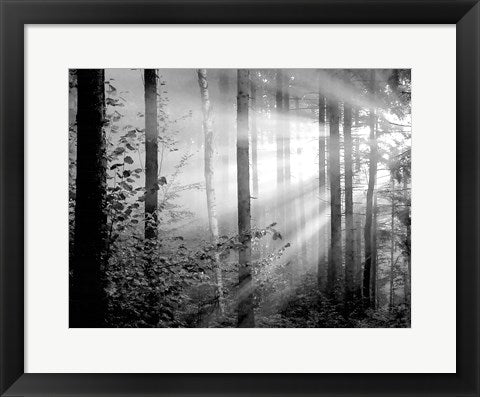 Framed Art Light Through the Trees II 14 x 18