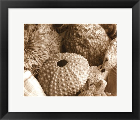 Framed Art Sea Urchins 11 1/2 x 14 1/2