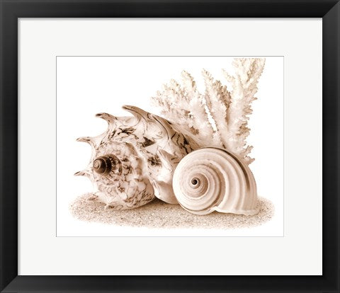 Framed Art Seashells I 11 1/2 x 14 1/2