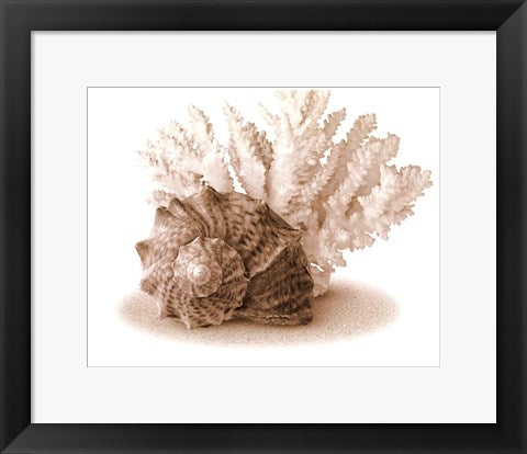 Framed Art Seashells II 11 1/2 x 14 1/2