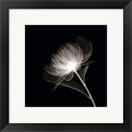 Framed Art Full Bloom 12 x 12