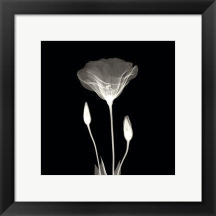 Framed Art Poppy in Lace 12 x 12