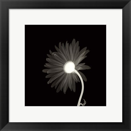 Framed Art Sunburst Petals 12 x 12