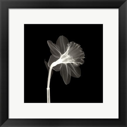 Framed Art Veiled Blossom 12 x 12