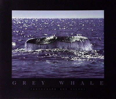 Whale Tale by Bob Talbot | 24 x 28 Fine Art Print