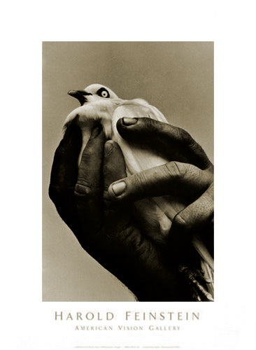 Bird in Hand, 1957 by Harold Feinstein | 26 x 19 Fine Art Print